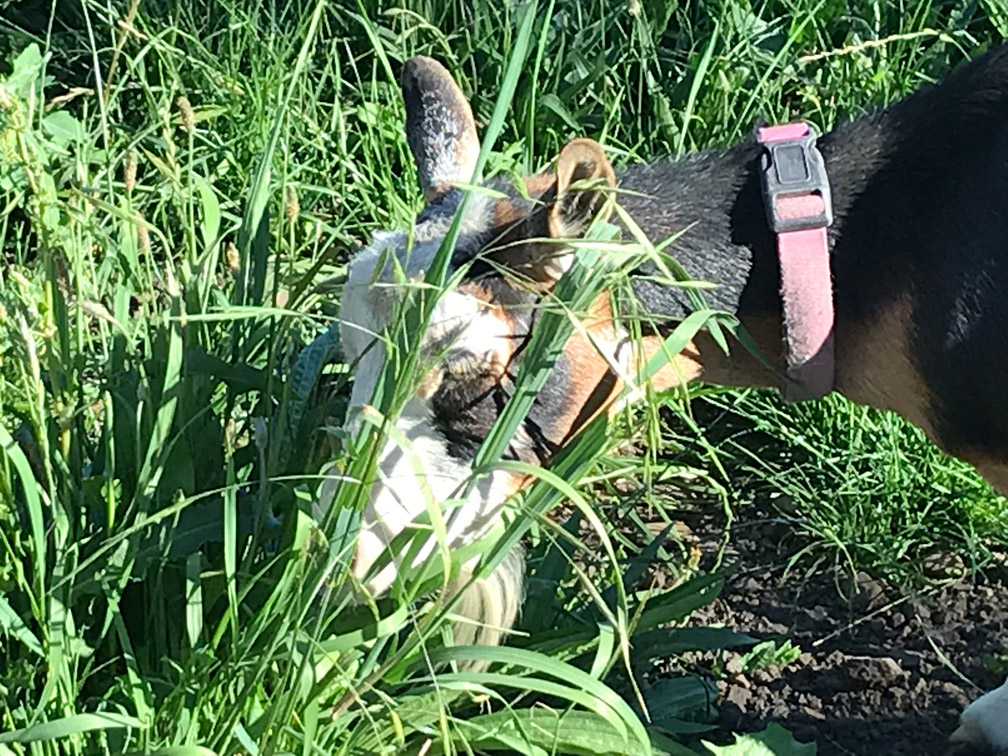 Goat Smelling Grass at Almosta Farm Cove Oregon