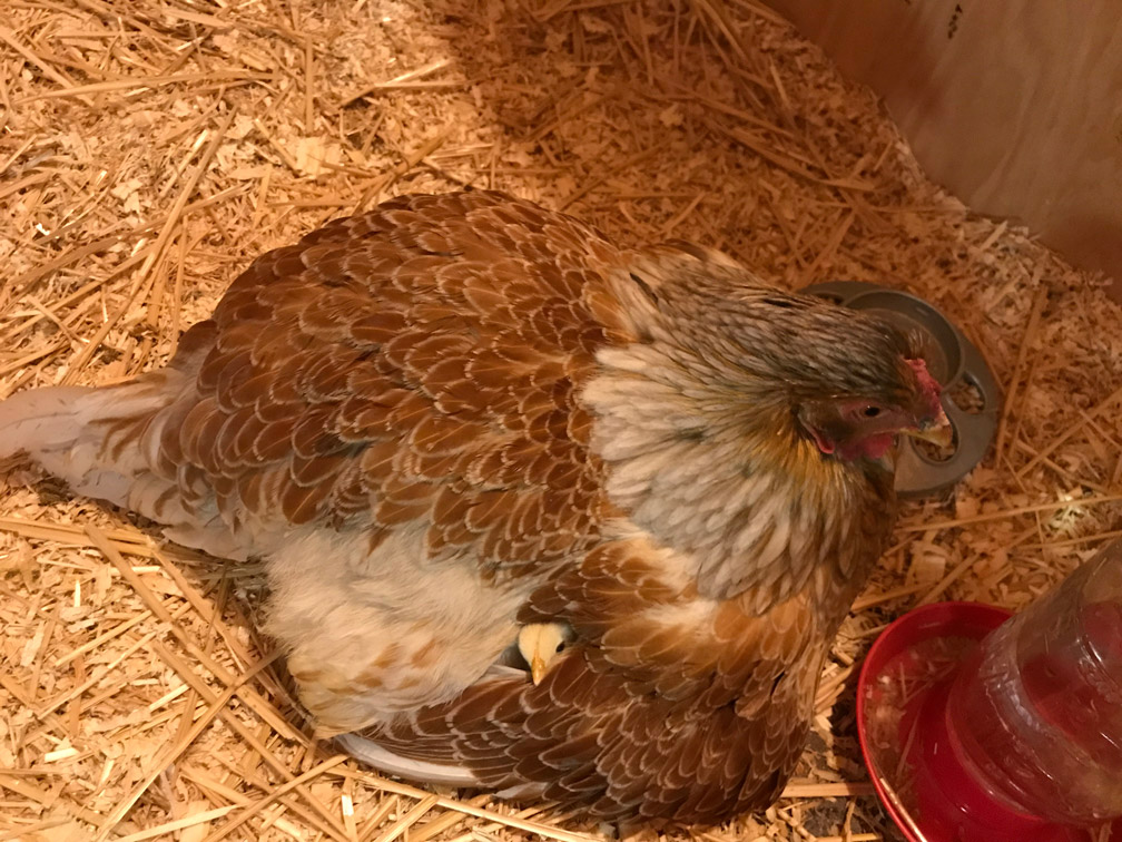 Broody Hen and Chick at at Almosta Farm Cove Oregon