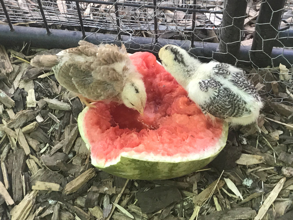 Chicks with Watermelon at Almosta Farm Cove Oregon