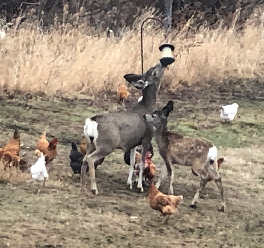 Deer and Chickens at Almosta Farm Cove Oregon