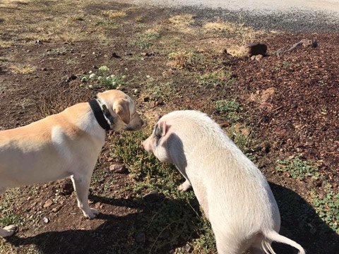 Dog and Pig at Almosta Farm Cove Oregon
