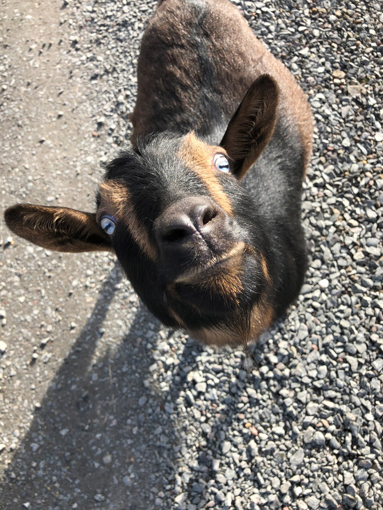 Goat Smiles at Almosta Farm Cove Oregon