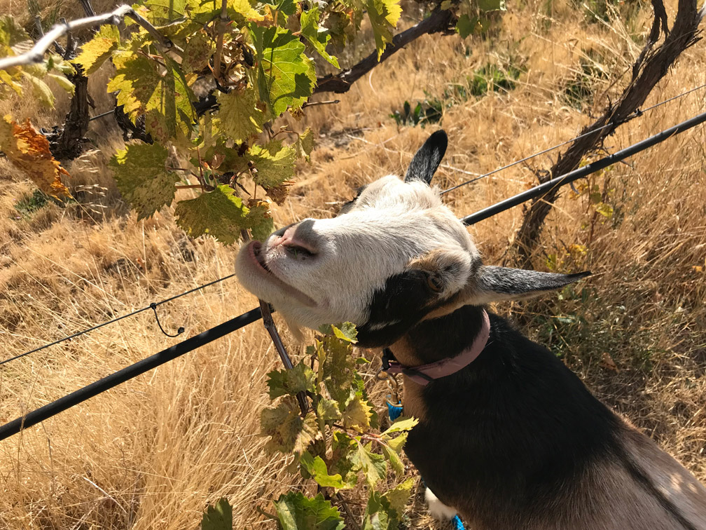 Goat Eating Grapes at Almosta Farm Cove Oregon