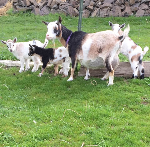 Goat with Kids at Almosta Farm Cove Oregon