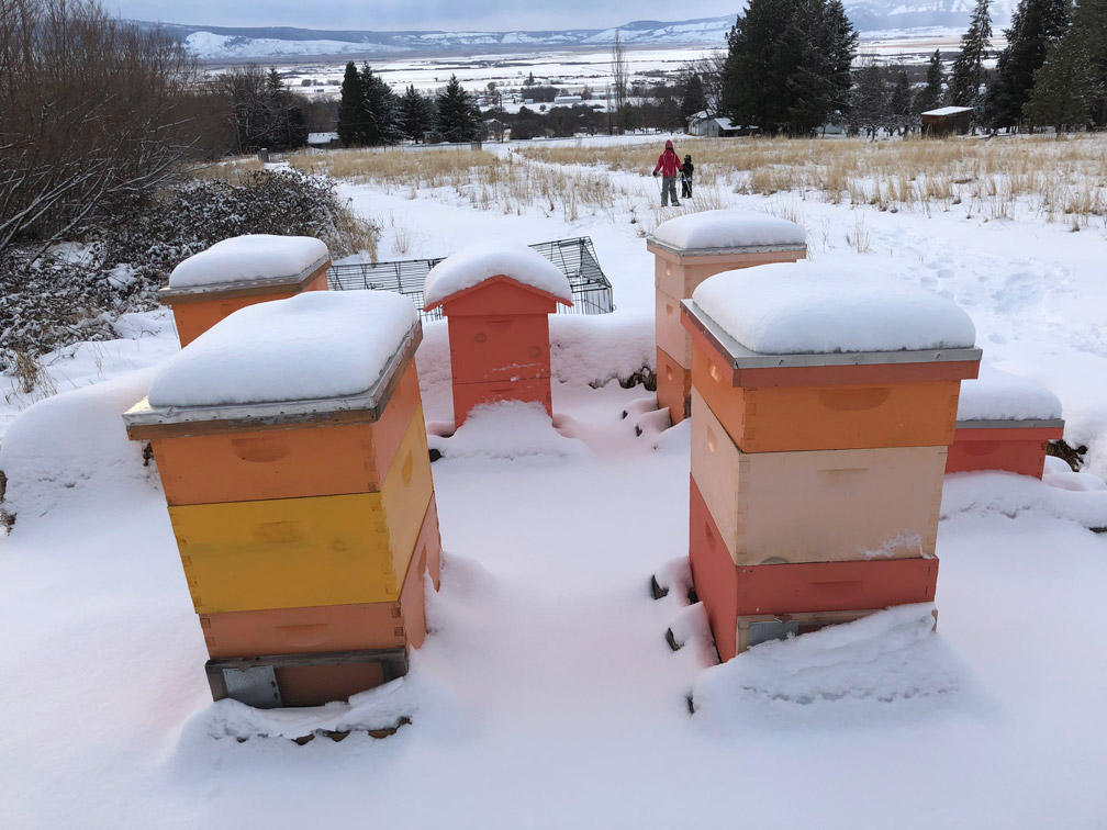 Beehives at Almosta Farm Cove Oregon