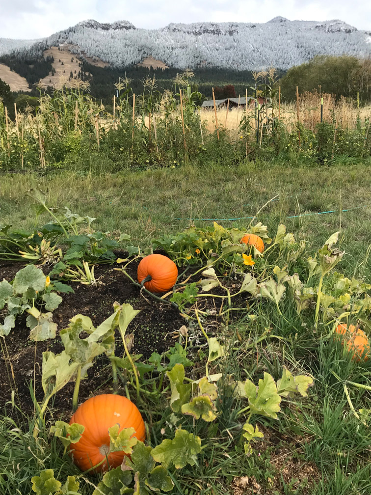 Pumpkin Patch at Almosta Farm