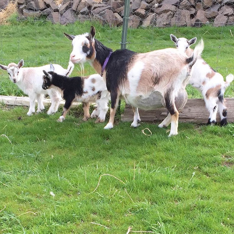 Goat Herd at Almosta Farm Cove Oregon