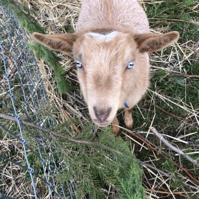ADGA Registered Nigerians goats available for sale at Almosta Farm in Cove, Oregon