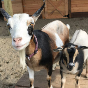 Goats at Almosta Farm