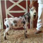 ADGA Registered Nigerians goats available for sale at Almosta Farm in Cove, Oregon