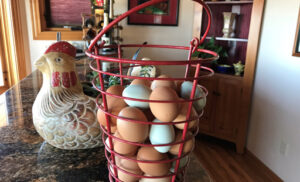 Free Range Eggs – 1 Dozen