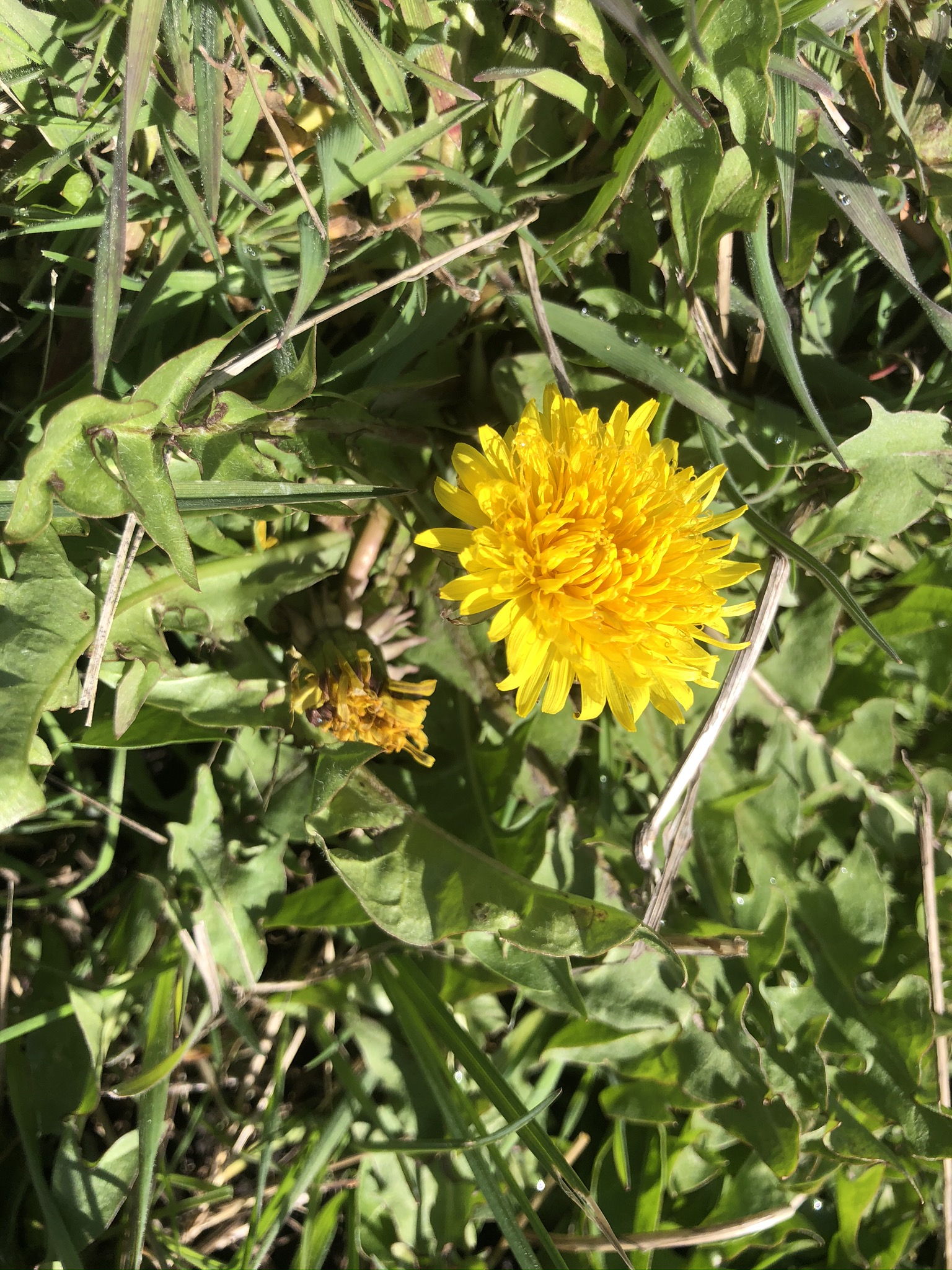 Dandelion Jelly