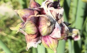 Egyptian Walking Onion Bulbs – heirloom and organically grown